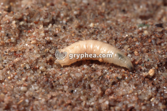 Mouche - Asticot (larve de la mouche) - gryphea.com